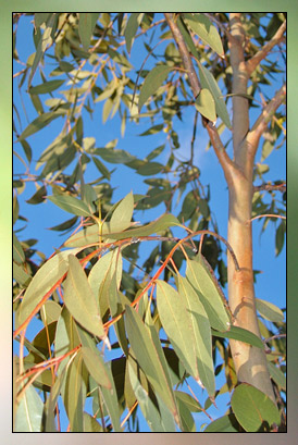 Eucalyptus Dives Therapeutic-Grade Essential Oil