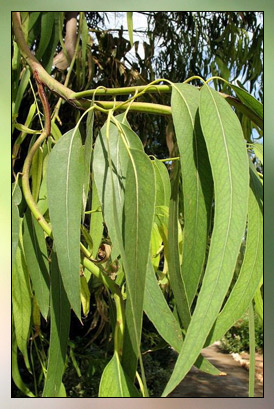 Eucalyptus Globulus Therapeutic-Grade Essential Oil