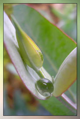 Eucalyptus Radiata Therapeutic-Grade Essential Oil