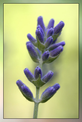 Lavender, Spike Therapeutic-Grade Essential Oil