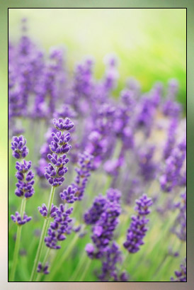 Lavender, Fine Therapeutic-Grade Essential Oil