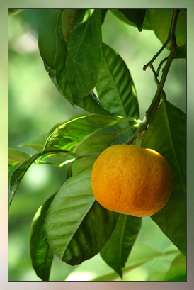 Mandarin, Petitgrain Therapeutic-Grade Essential Oil