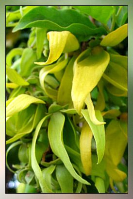 Ylang Ylang, Extra Therapeutic-Grade Essential Oil