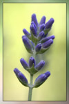 Lavender therapeutic-grade essential oil