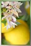 Lemon therapeutic-grade essential oil