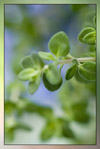 Thyme therapeutic-grade essential oil