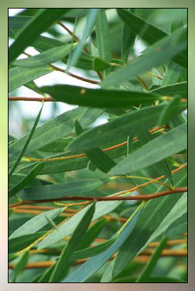 Eucalyptus Polybractea Therapeutic-Grade Essential Oil